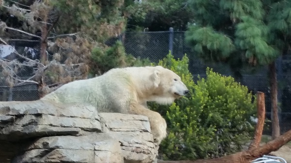 Polar bear